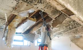 Professional Mold Remediation in Quantico Base, VA